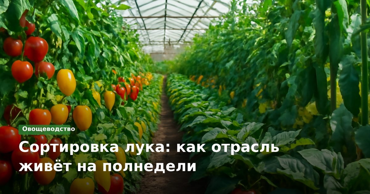 Сортировка лука: как отрасль живёт на полнедели