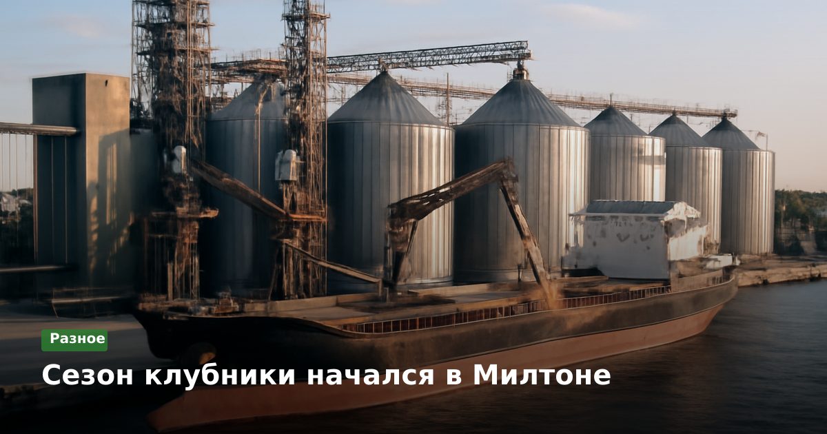 Сезон клубники начался в Милтоне