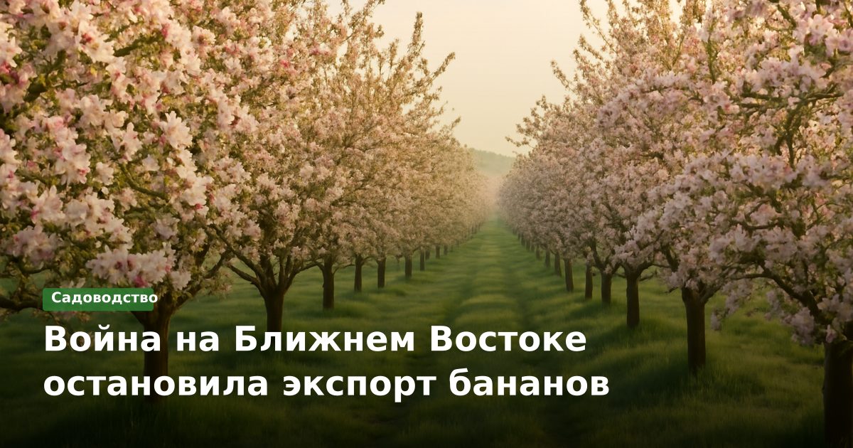 Война на Ближнем Востоке остановила экспорт бананов