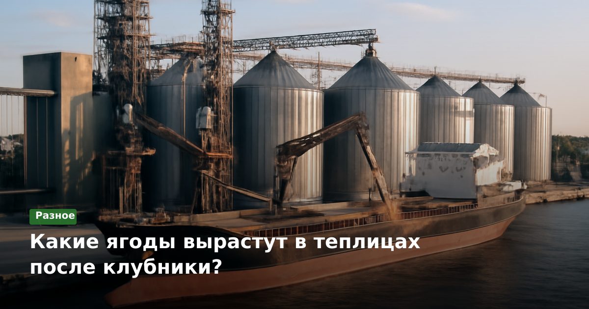 Какие ягоды вырастут в теплицах после клубники?