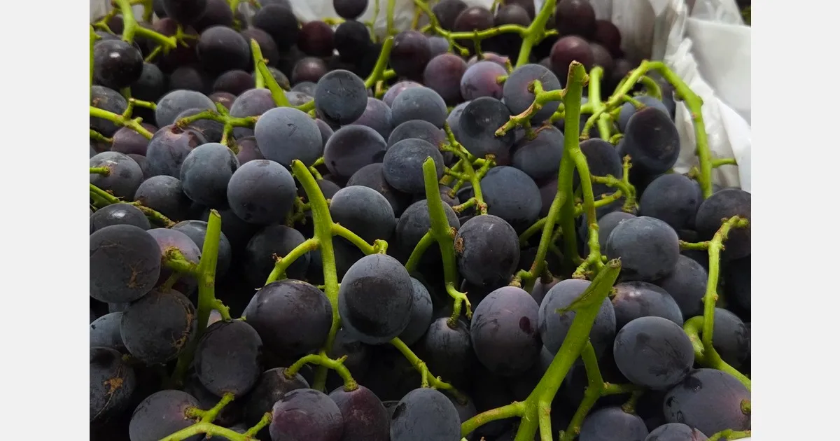 Сладость как ключ к успеху: экспорт винограда в Азию