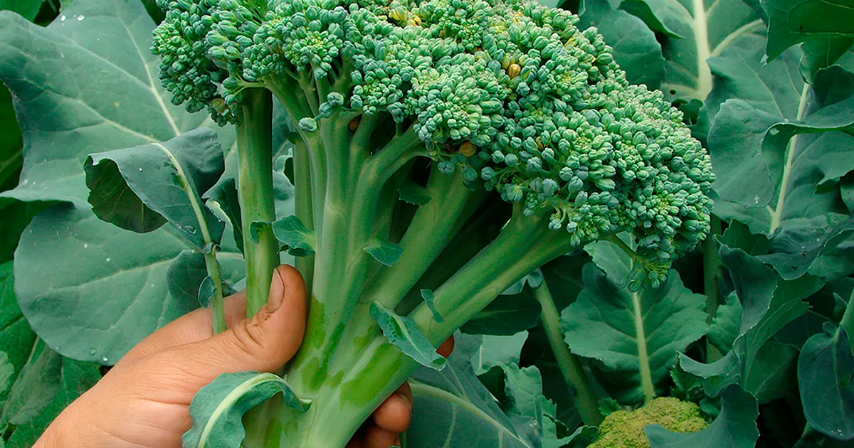 Польские фермеры увеличивают урожай капусты для летнего рынка