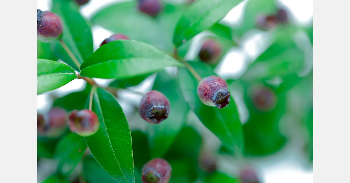 Потери голубики: в Перу обсудят качество и болезни листа