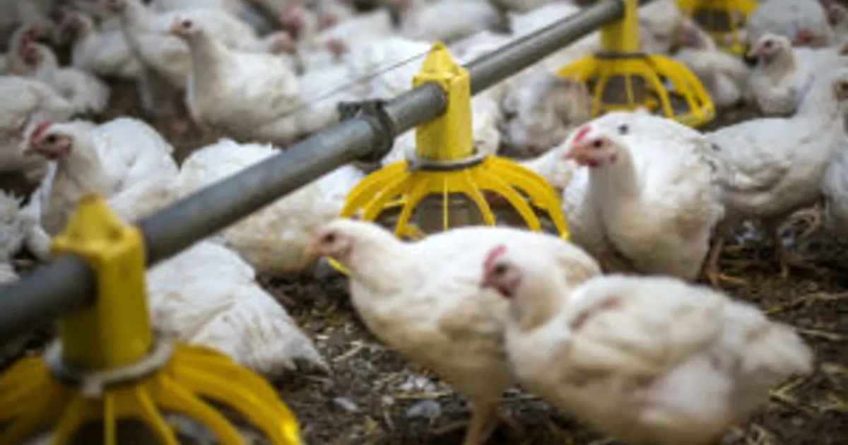 Корма во Франции в 2025: рост, лидер — птицеводство