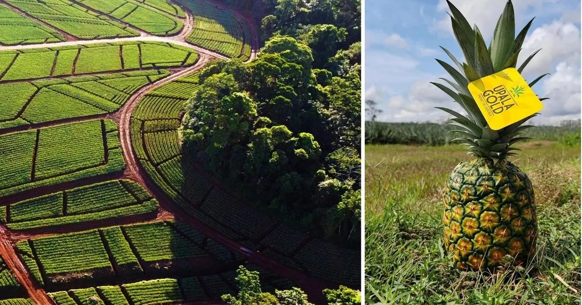 Стоимость производства яблок растет, но рынок остается конкурентоспособным