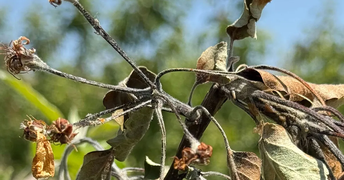 Прогнозирование ожога: учёные улучшают модели риска fire blight