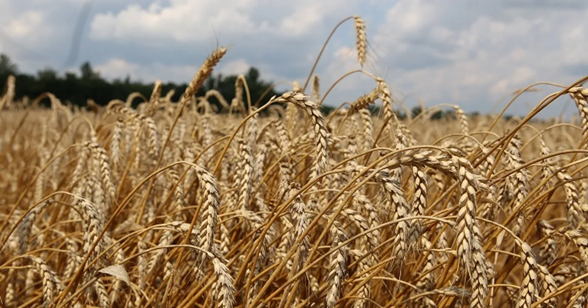 Прогноз: экспорт пшеницы из России в сезоне 2026/27