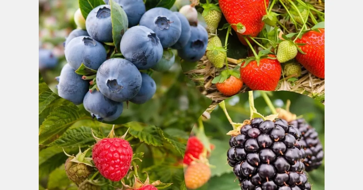 Программы селекции ягод представят на совместном отраслевом мероприятии в марте