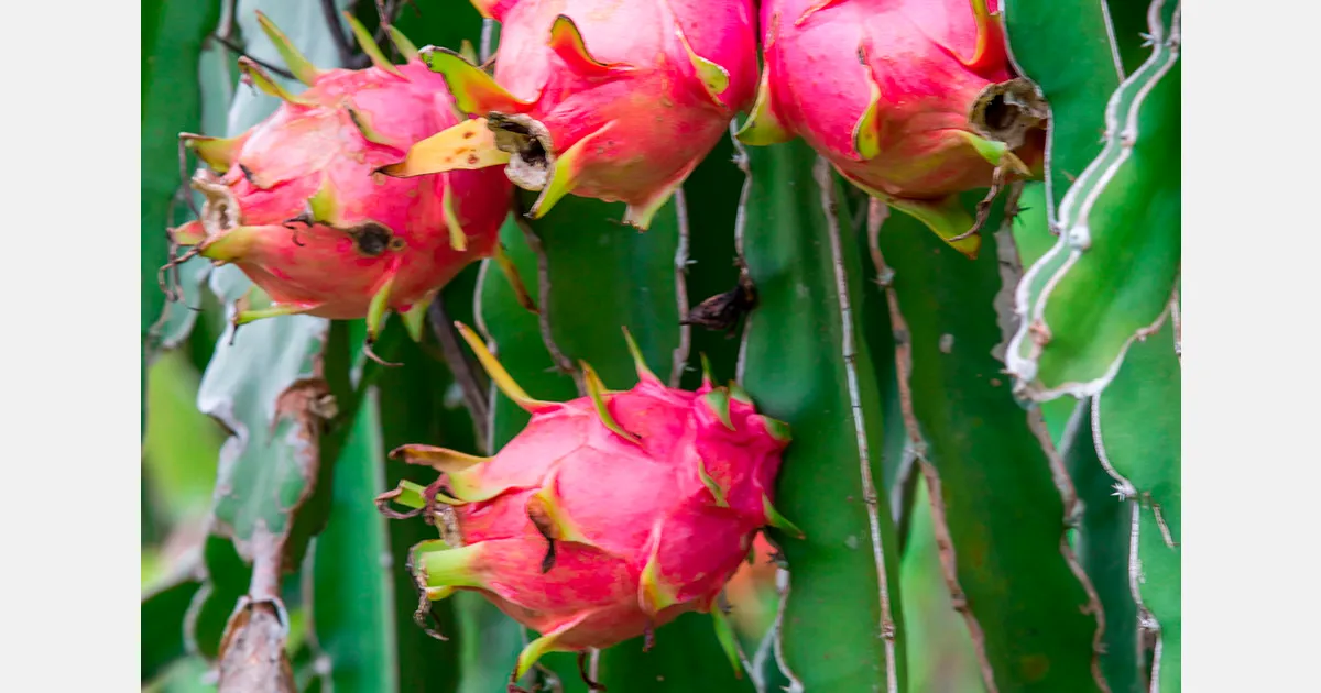 Выращивание драгонфрута в Бразилии: рост производства и новые перспективы