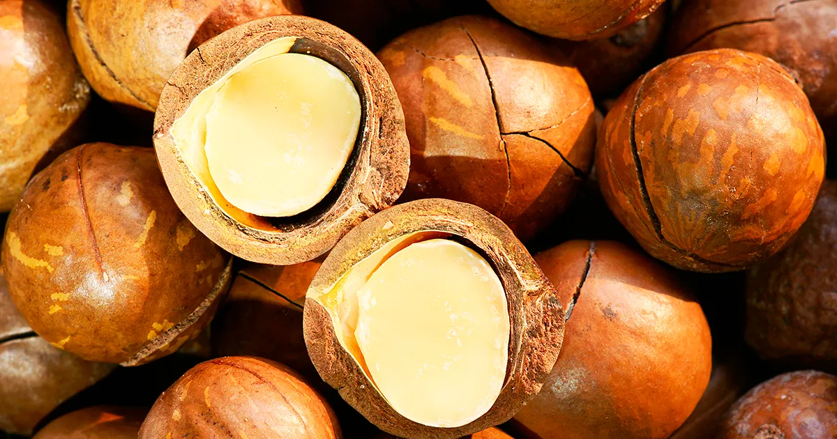 Укрепление ранда снижает доходы производителей макадамии