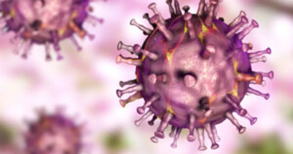 Как вирус АЧС разрушает иммунитет свиней