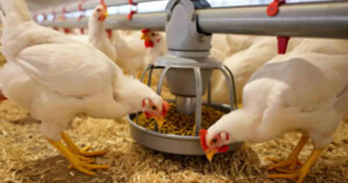 Скрытые дисбалансы кальция и фосфора у бройлеров