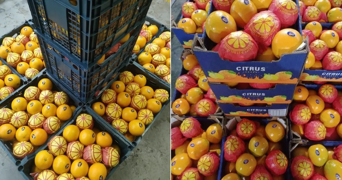 Рост цен на перевозки душит египетский экспорт