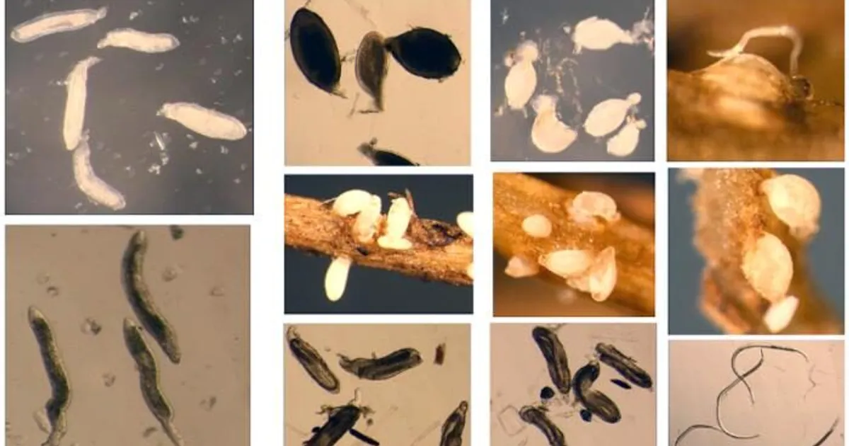 Учёные раскрыли генетику главного вредителя сои
