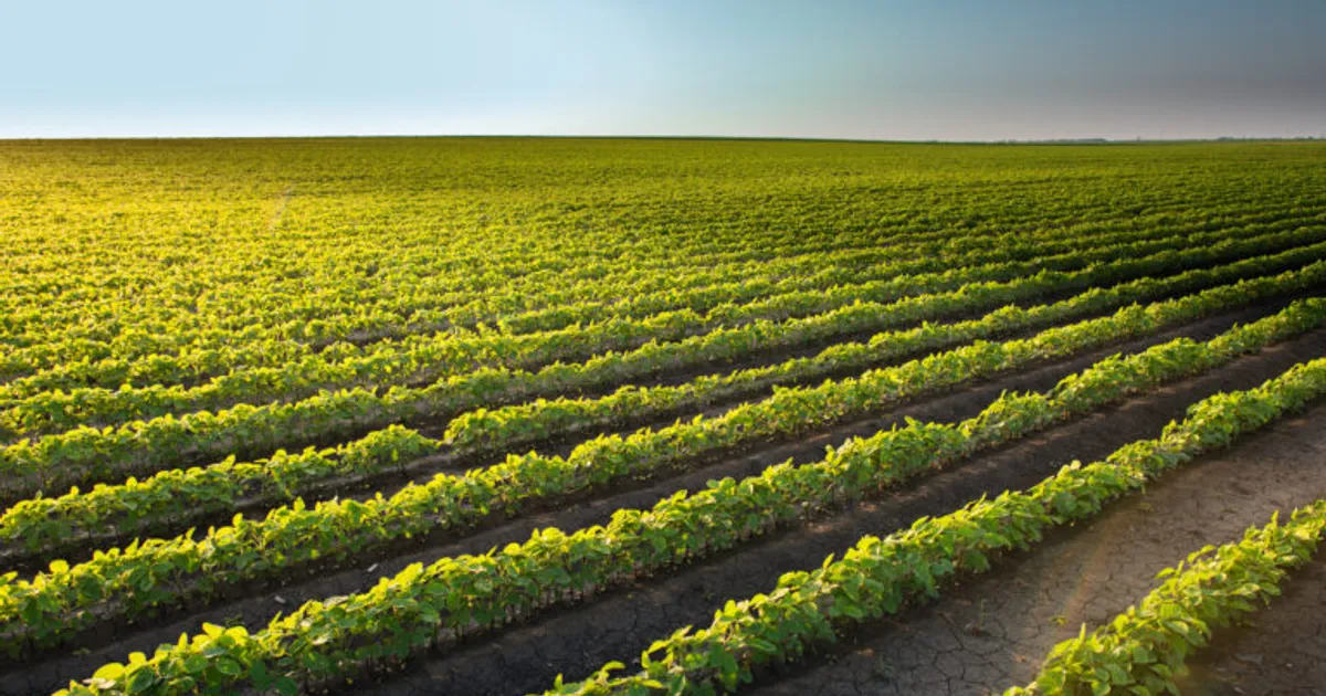 Современные обработки семян: контактные и системные методы