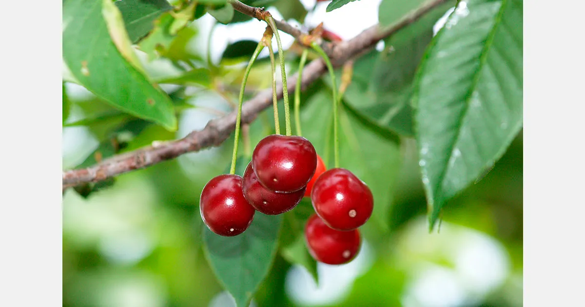 Селекция черешни: Канада хочет сократить вывод сортов до 10 лет