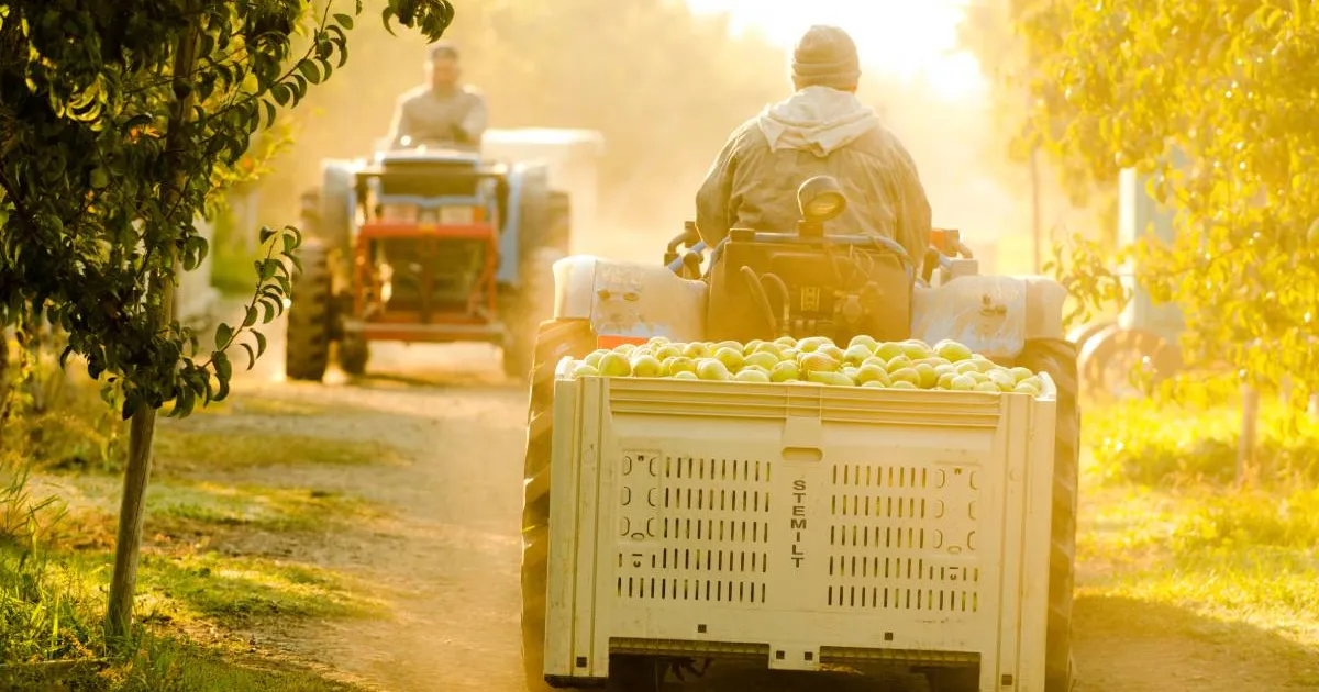 Сертификация EFI помогла Stemilt повысить безопасность и удержание