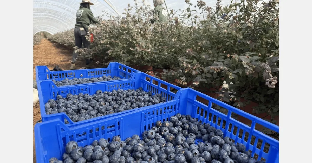 Сезон голубики 2026: сложная погода в Уэльве бьёт по ягодам