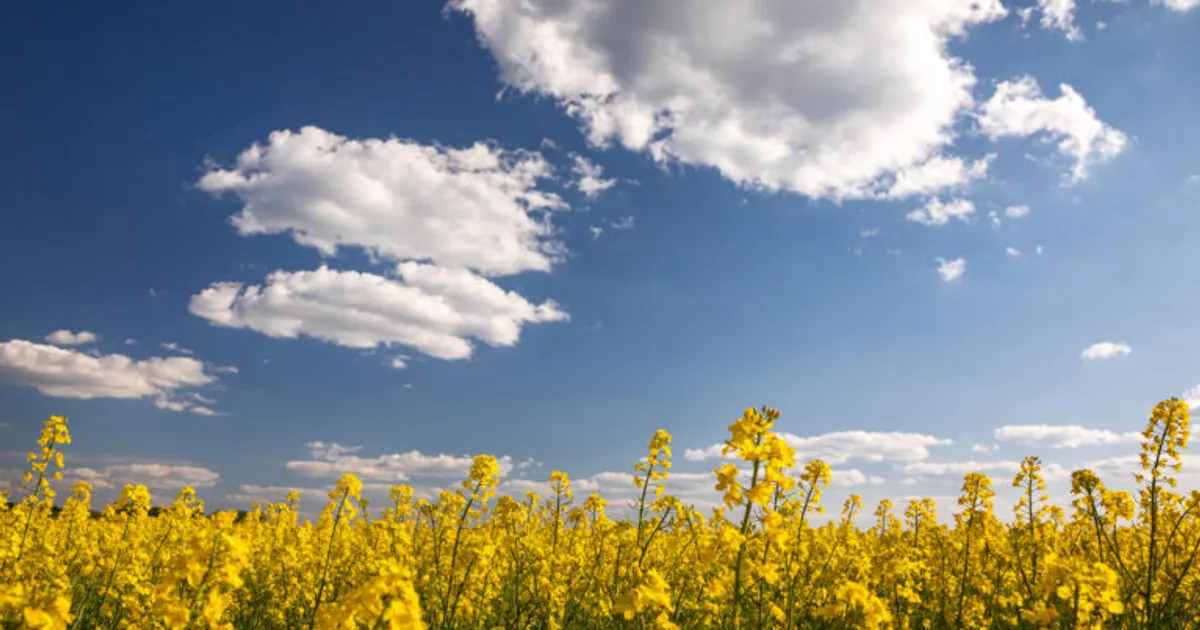 Ранняя посевная улучшает качество масличных культур