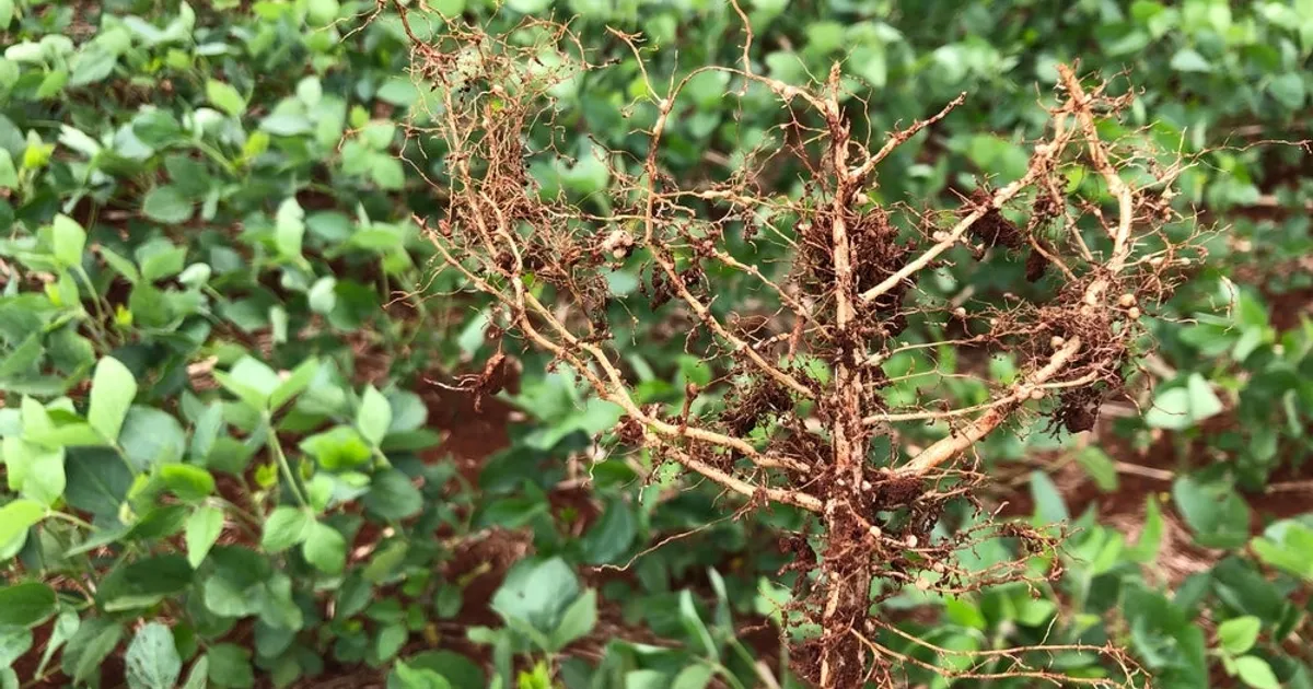 Соевая цистообразующая нематода: создан пангеном вредителя