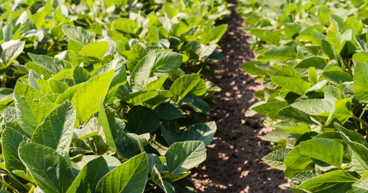 Соевая цистообразующая нематода: защита через почвенных микробов