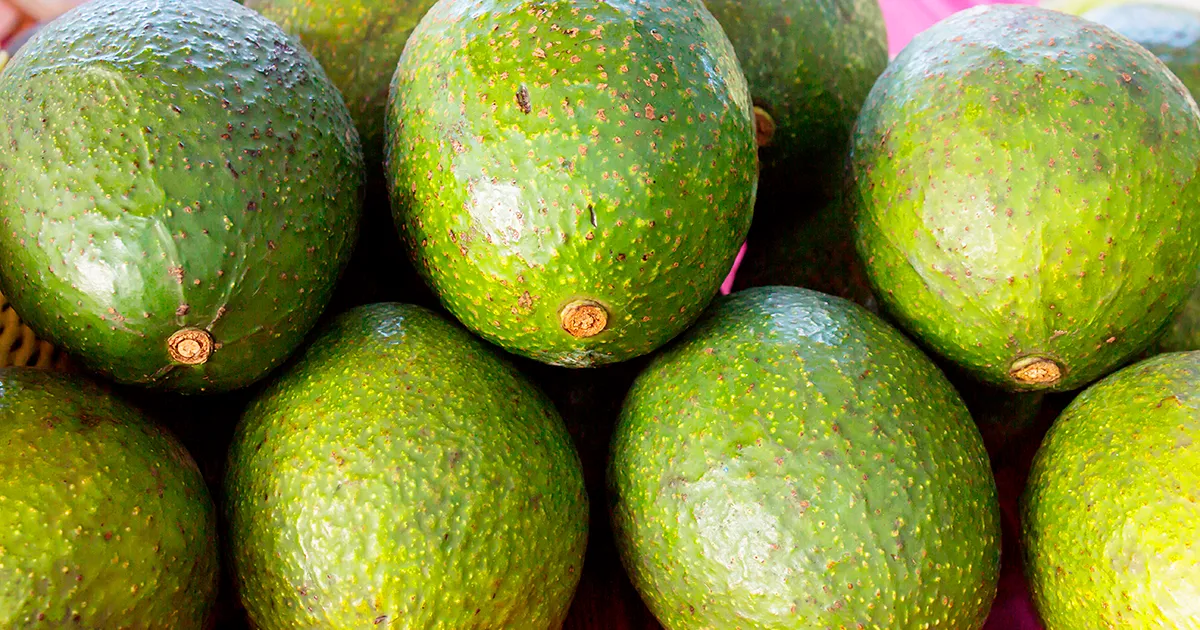 Экспорт авокадо из ЮАР: прогноз на 22 миллиона коробок