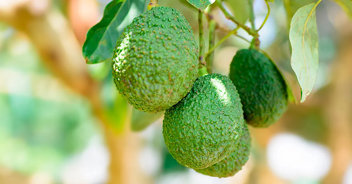 Южноафриканские авокадо: рост конкуренции и давления цен