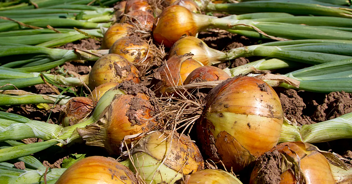 Сбор и обработка лука в ЮАР: влияние на рынок