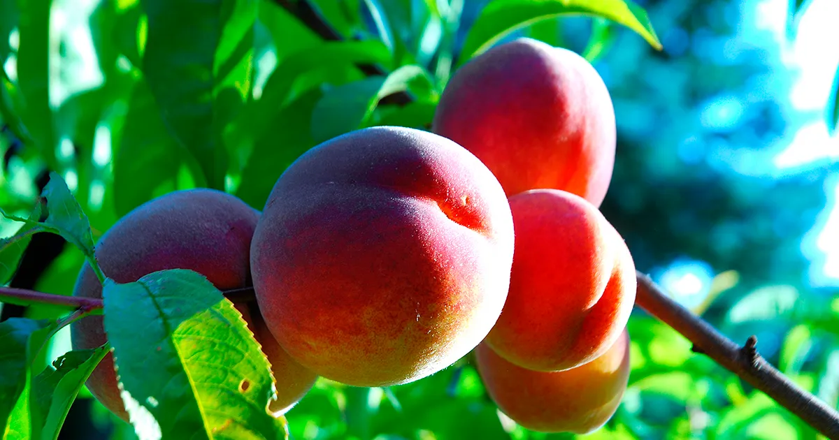 Как погода влияет на урожай в садах