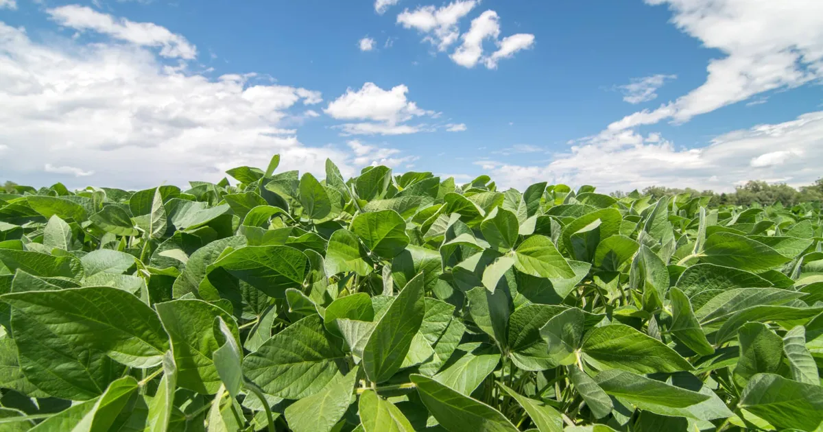 Соя: исследование в Паране подтвердило эффект коинокуляции