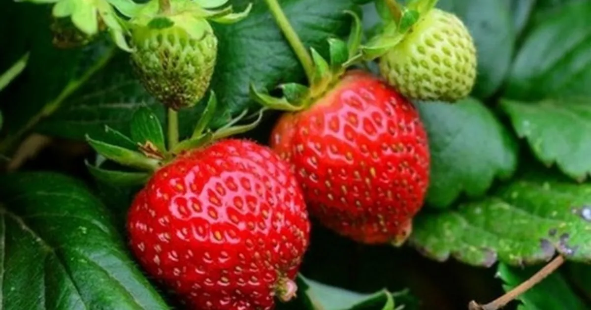 Жара в Калифорнии улучшит урожай клубники