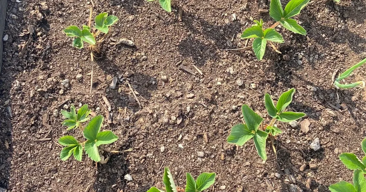 Почему у клубники скручиваются листья?