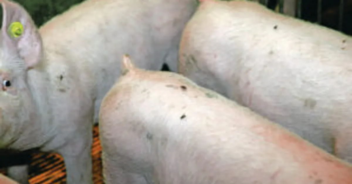 Как добиться свинофермы без мух