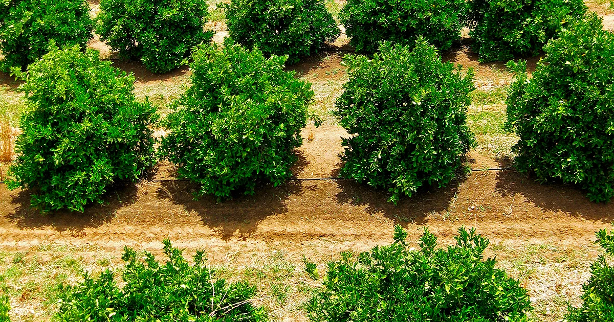 Как программа устойчивого земледелия улучшает урожай