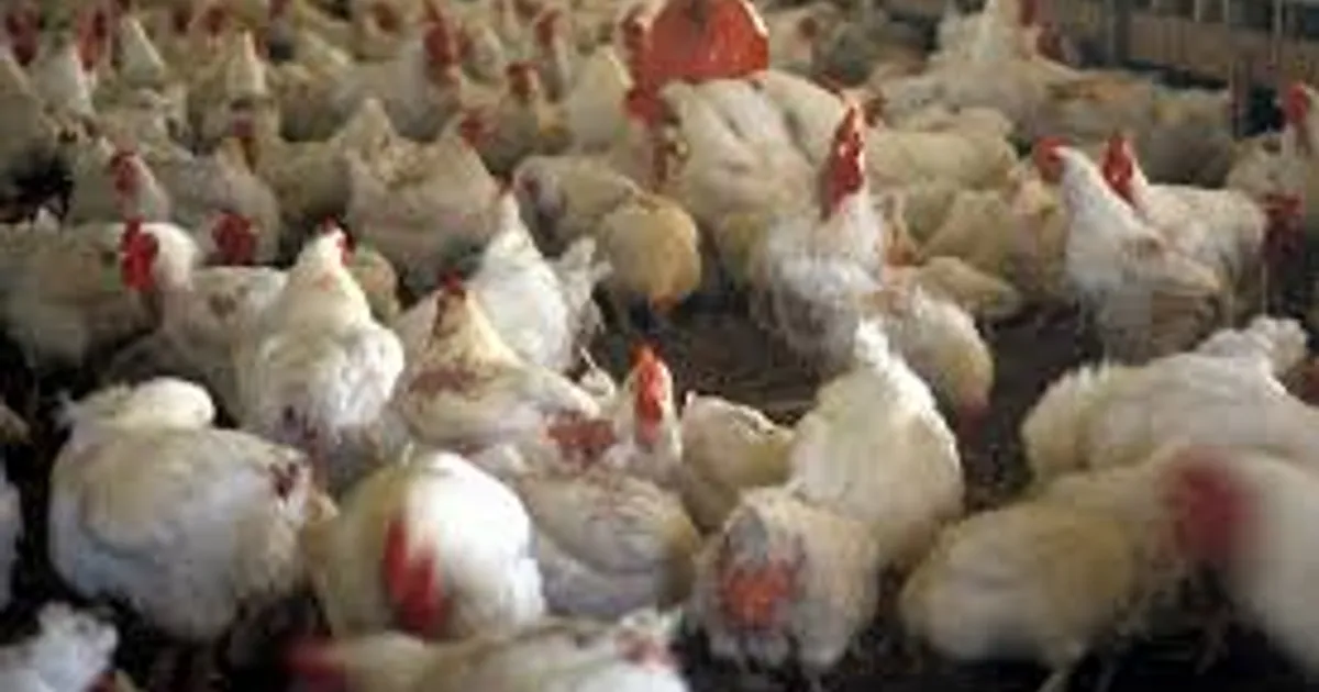 Суд признал Pure Prairie Poultry виновной в жестоком обращении