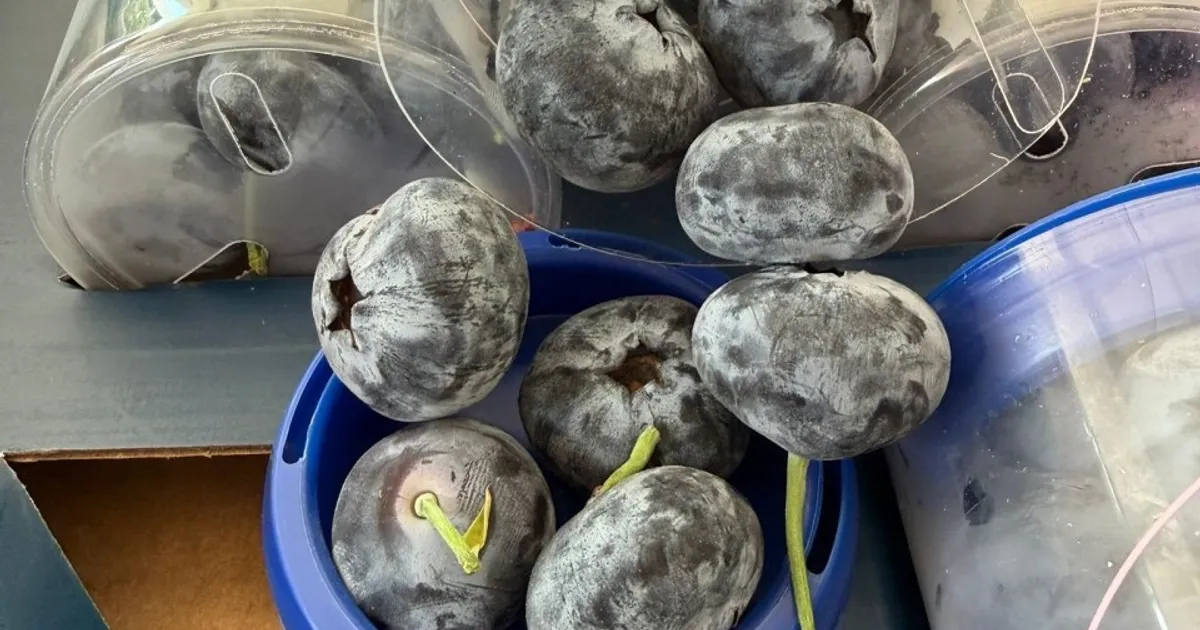 Супер-крупная голубика популярна среди молодёжи