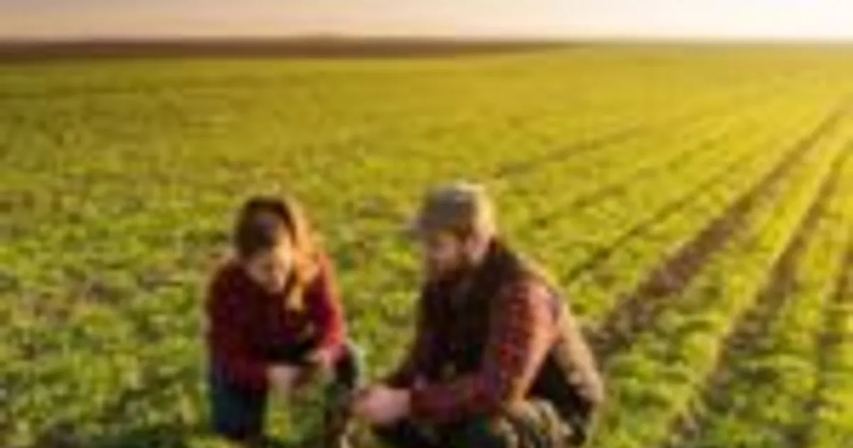 Syngenta Cropwise Explorer: ИИ для агрономических решений