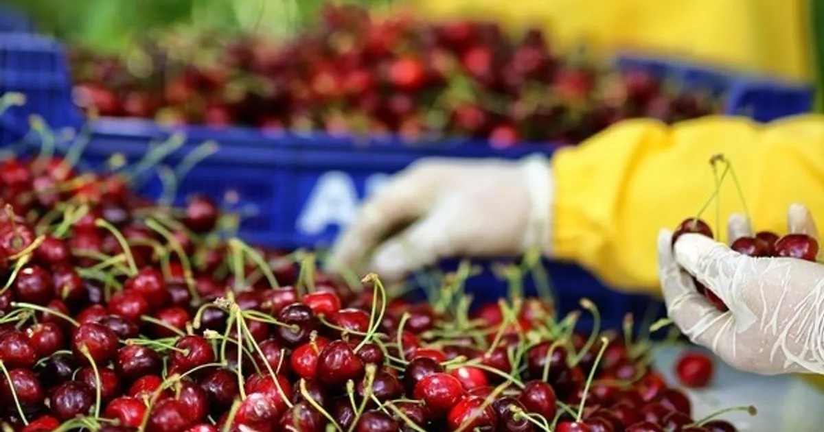 Погодные условия для турецкой вишни в этом году стабильнее