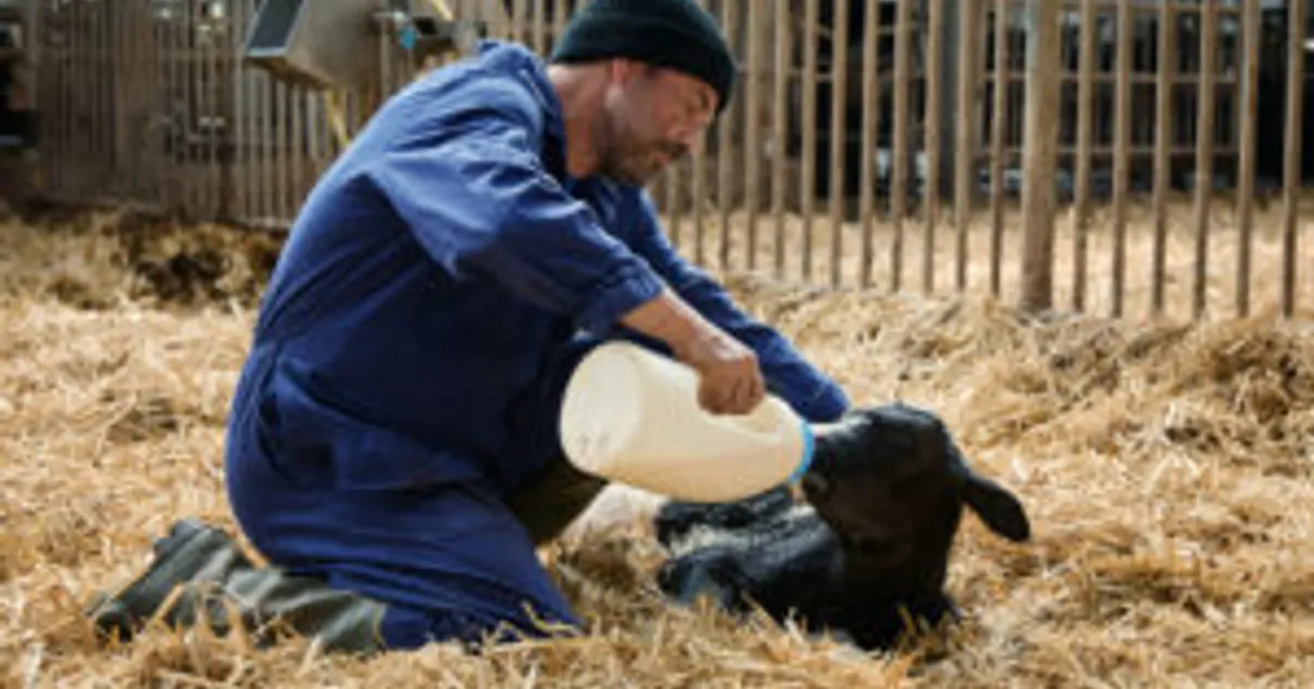 Молоко для телят: экономия времени, денег и здоровья