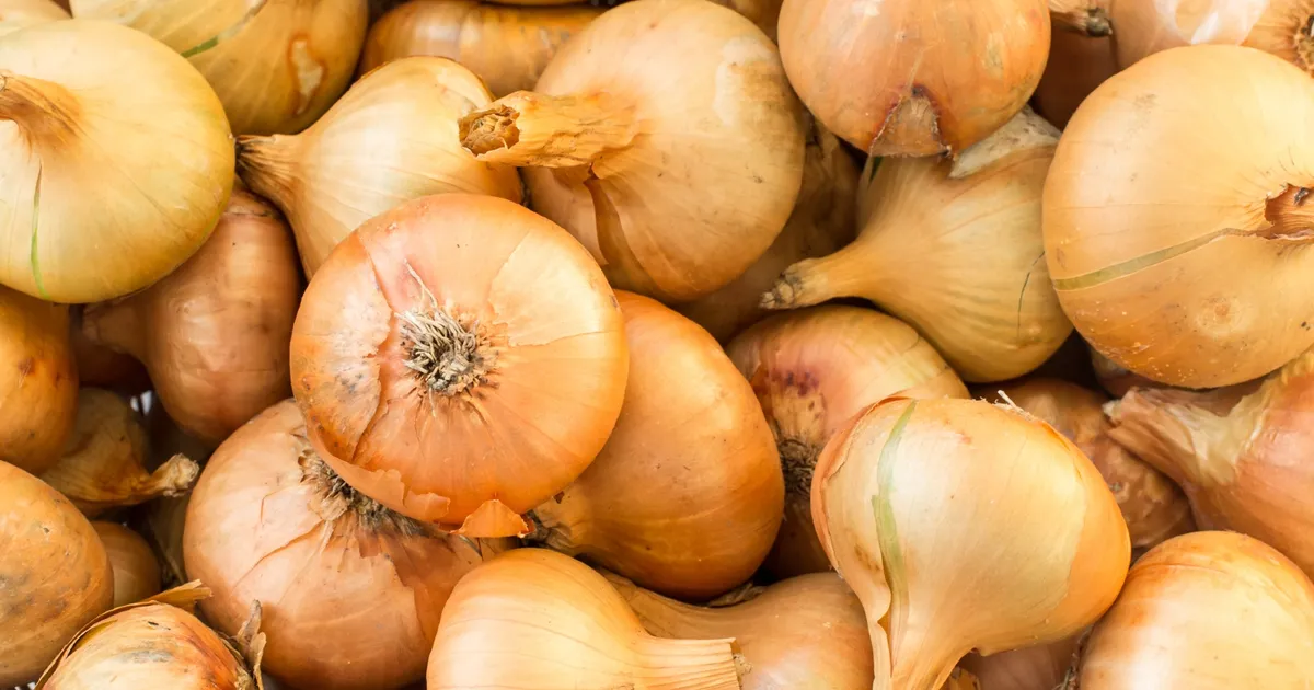 Голландский рынок лука: высокие экспортные цифры и риски