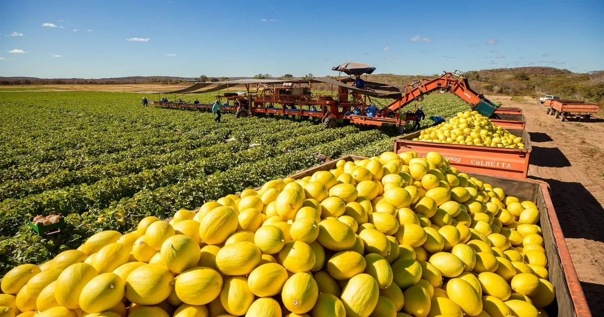 Экспорт бразильских дынь сужается из-за урожая в Европе