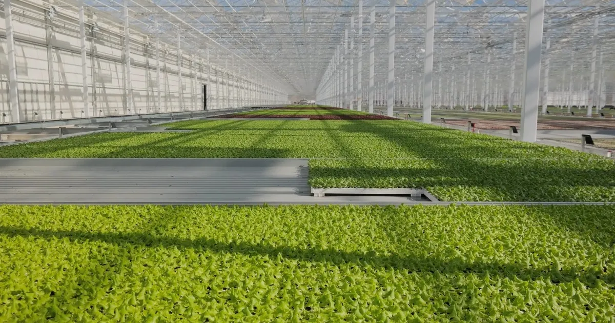 Гидропоника будущего: салат без почвы на воде в Германии