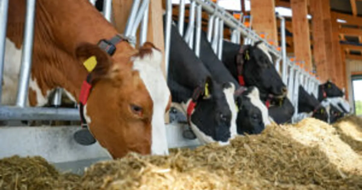 Скрытое влияние дефицита магния у крупного рогатого скота