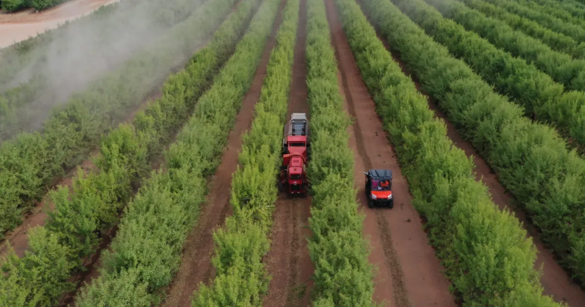 Сильные дожди угрожают качеству урожая миндаля в Австралии
