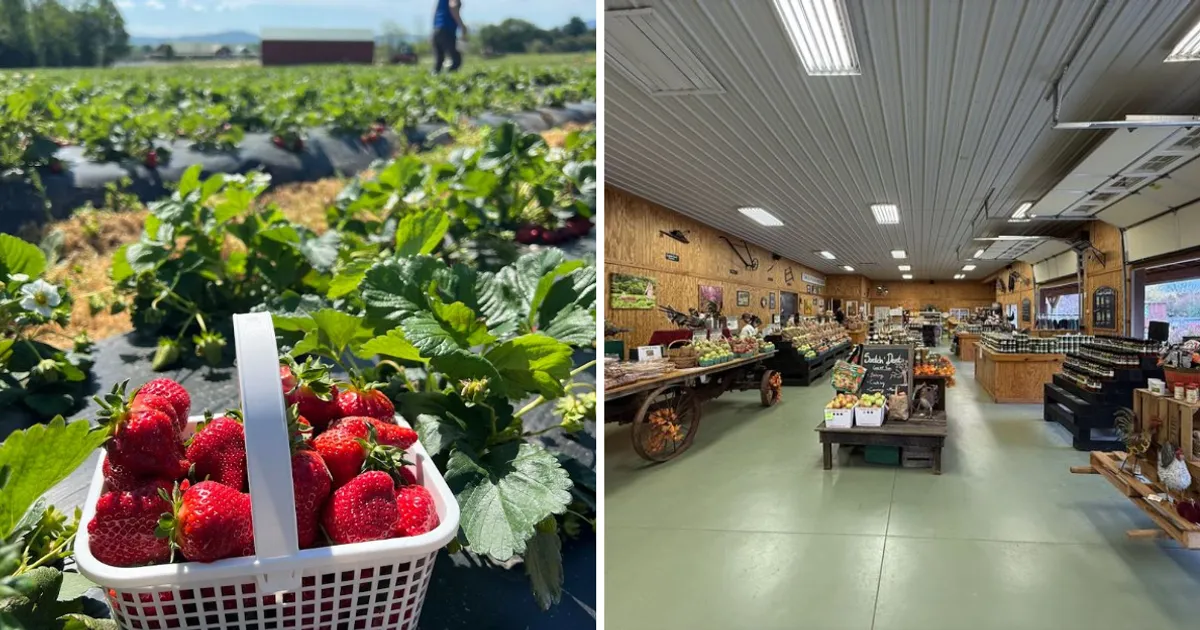 Живописный персиковый сад: опыт для лета на юге России