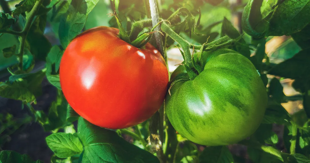 Цены на помидоры в Лагосе растут из-за роста цен на топливо