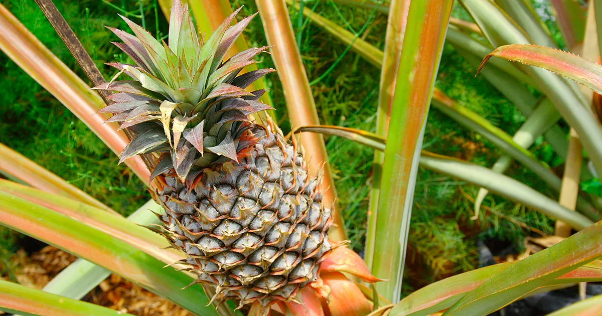 Индия расширяет органическое земледелие и экспорт продукции