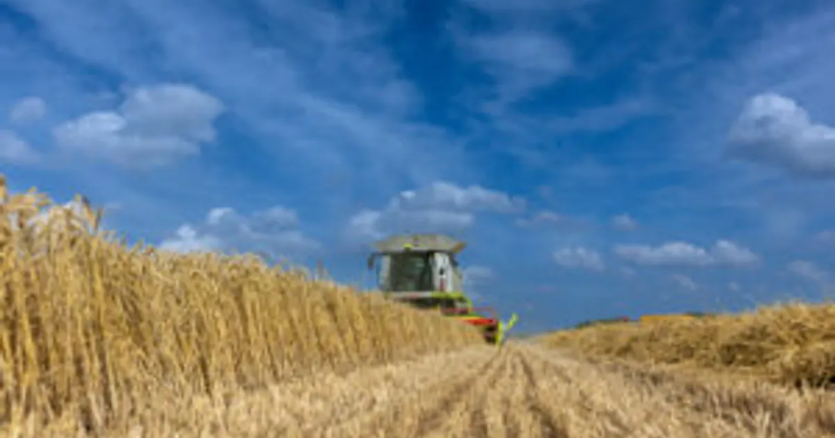 Обзор микотоксинов 2025: что ждёт фермеров в 2026 году