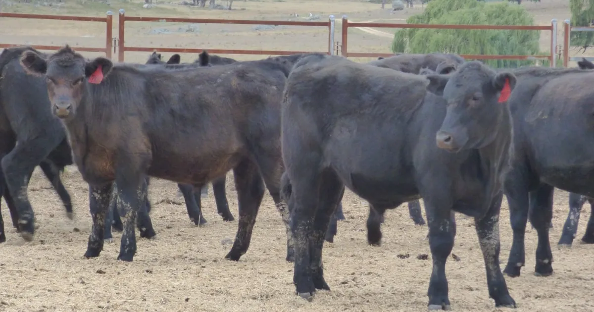 Цены на бычков растут: онлайн-торги в Австралии ускорили рынок