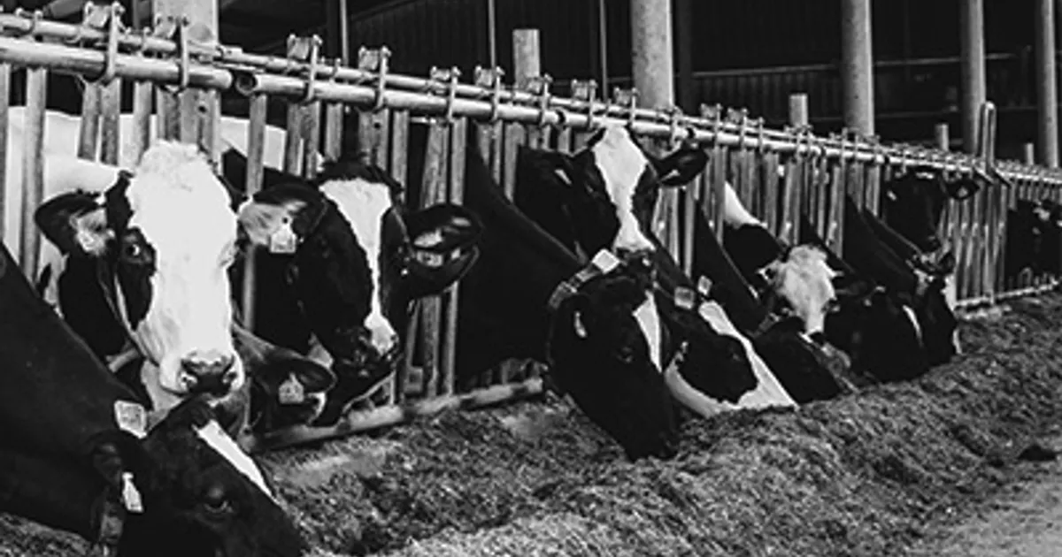 Цены на молочную продукцию на CME: сыр и сухое молоко выросли